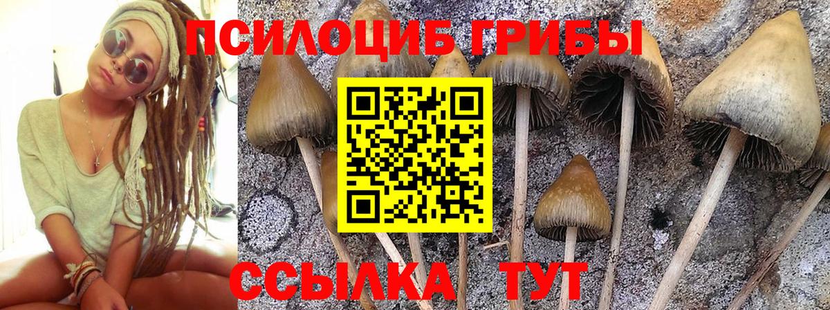 Псилоцибиновые грибы прущие грибы Чайковский